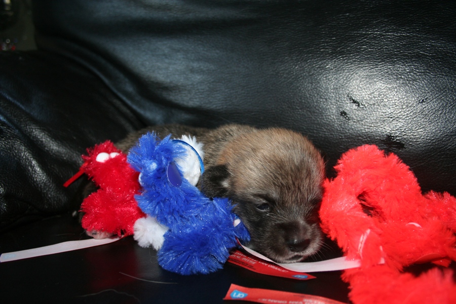 Puppies